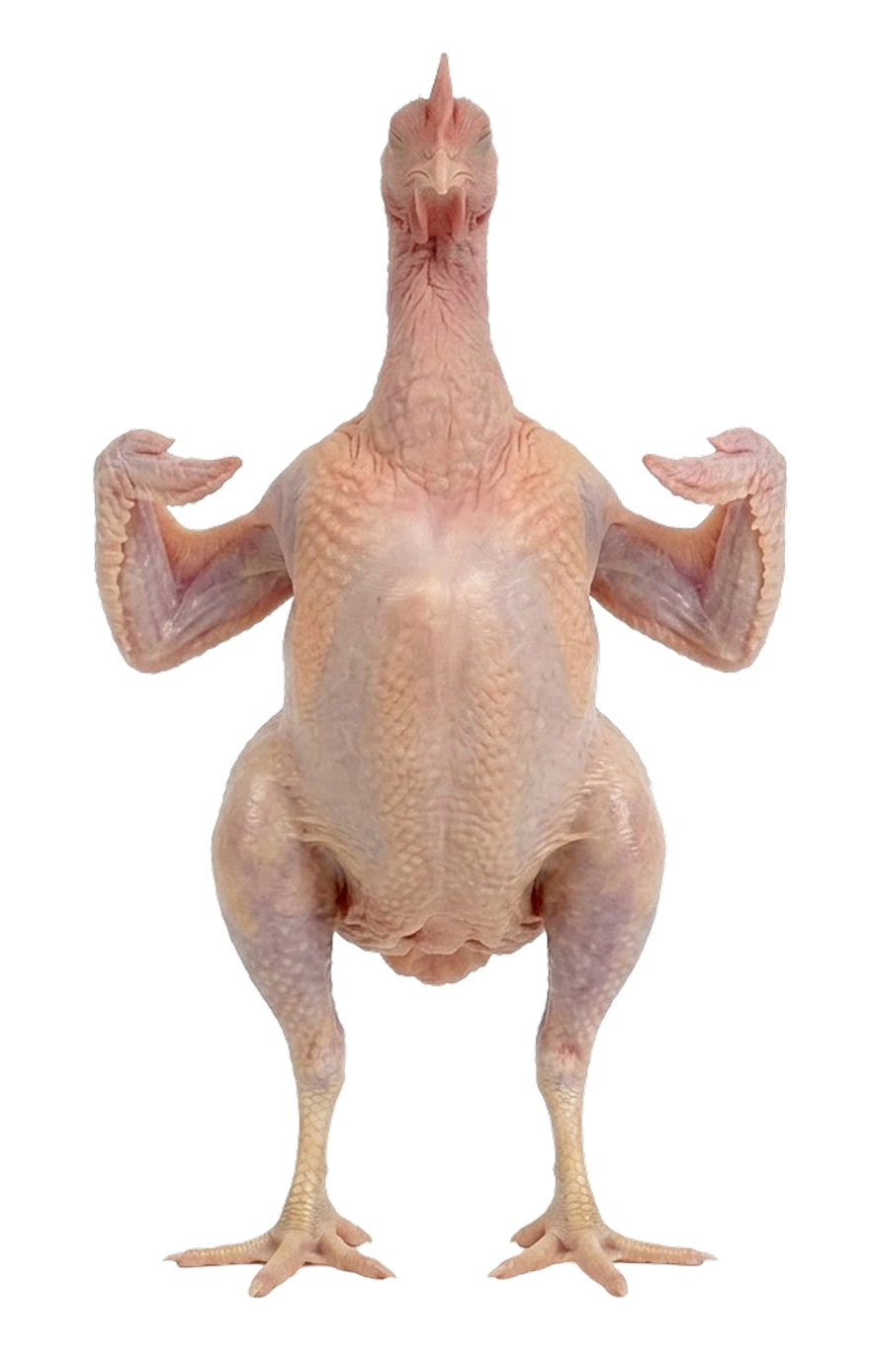 A plucked chicken standing in warrior pose